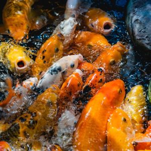 DIBAQ-PREXT 3MM-FISH FEED 1000K